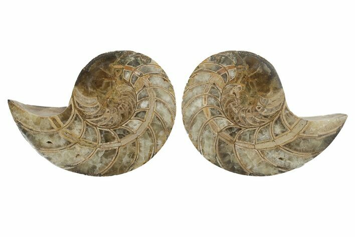 Jurassic Cut & Polished Nautilus (Cymatoceras) Fossil -Madagascar #246184